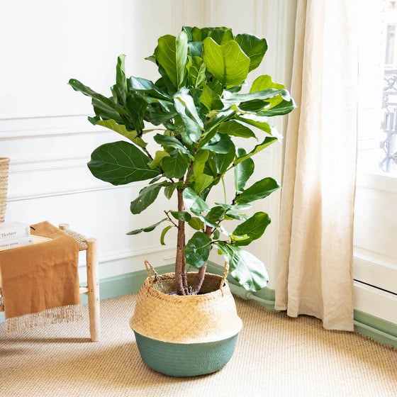 Idée cadeau bien-être pour une maman : une plante verte facile d'entretien Bergamotte